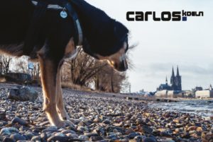 thumbnail of visitenkarte_final_neu_v2_carlos_major3